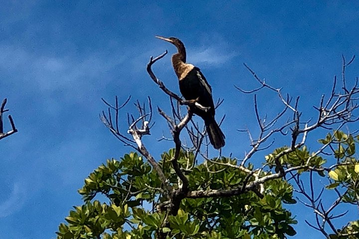 Mangrove Maze Safari Kayak Adventure Tour With Naples Kayak Adventures - thumb 2