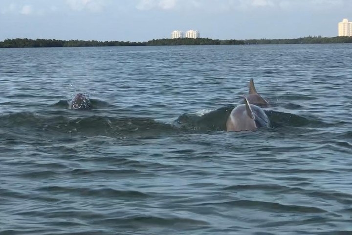 Mangrove Maze Safari Kayak Adventure Tour With Naples Kayak Adventures - thumb 3