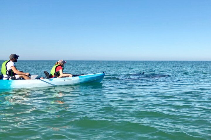 Mangrove Maze Safari Kayak Adventure Tour With Naples Kayak Adventures - thumb 5