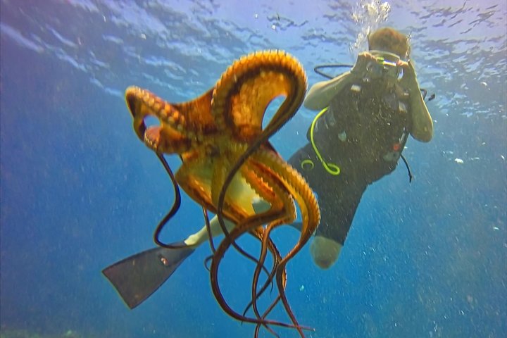 VIP Aloha Nui Snorkel Adventure W/ Optional SCUBA From Lahaina - thumb 1