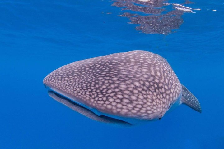 VIP Aloha Nui Snorkel Adventure W/ Optional SCUBA From Lahaina - thumb 3