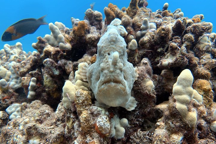 VIP Aloha Nui Snorkel Adventure W/ Optional SCUBA From Lahaina - thumb 4