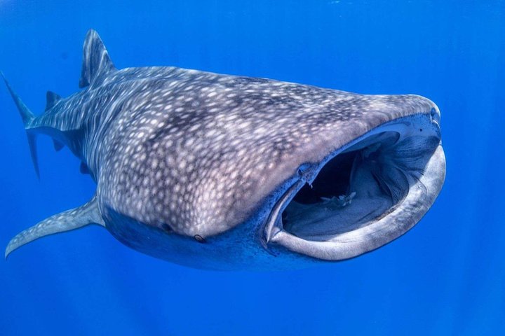 VIP Aloha Nui Snorkel Adventure W/ Optional SCUBA From Lahaina - thumb 5