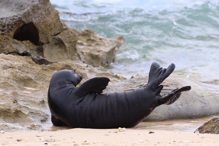 Virtual Hawaiian Monk Seal Class By Zoom - thumb 2