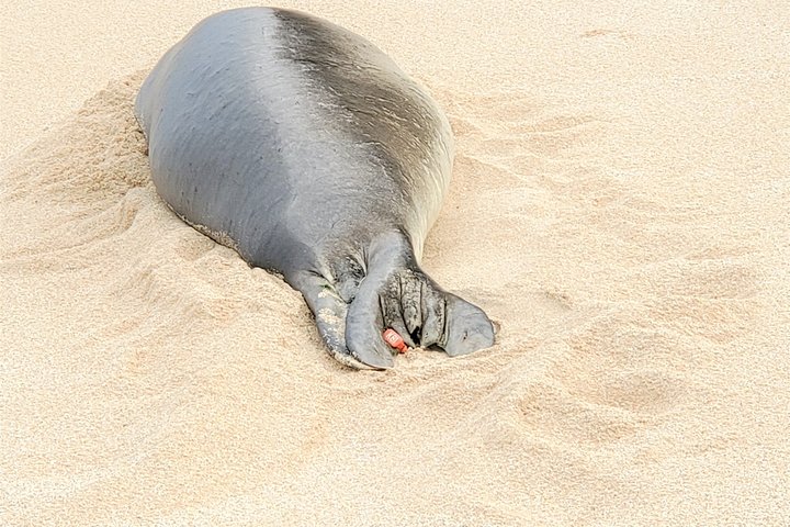 Virtual Hawaiian Monk Seal Class By Zoom - thumb 3
