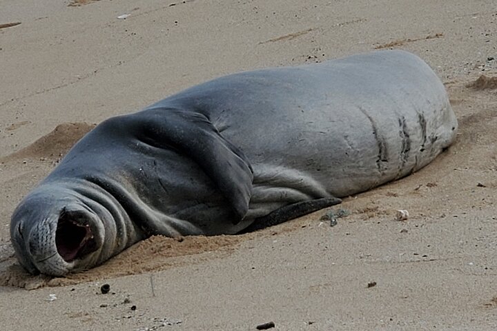 Virtual Hawaiian Monk Seal Class By Zoom - thumb 4