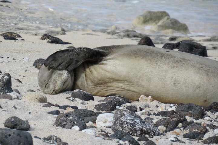 Virtual Hawaiian Monk Seal Class By Zoom - thumb 5