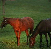 Half-Day Thoroughbred Horse Farm Tour in Kentucky - Accommodation Texas
