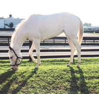 Rarest Thoroughbreds in the World Tour - Accommodation Texas