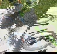 Outdoor Luxury Themed Picnic Setup in Detroit - Accommodation Texas