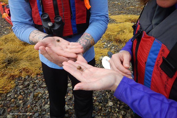 Sea Kayak Tour in Casco Bay
