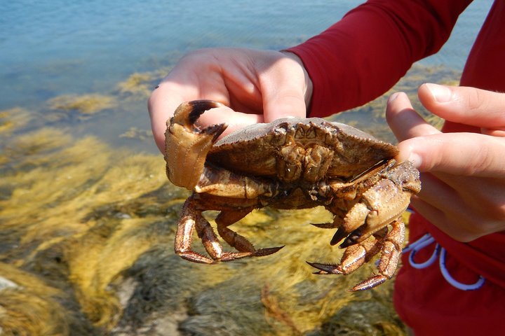 Oyster Farm  Tasting Sea Kayak Tour in Casco Bay