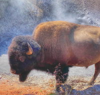 Private VIP Boutique Yellowstone Day Tour from Bozeman - Accommodation Texas