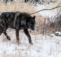 Wolf  Wildlife Private Tour - Accommodation Texas