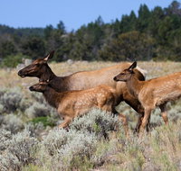 Yellowstone Private Upper Loop Tour - Accommodation Texas