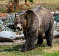 Yellowstone Private Lower Loop Adventure - Accommodation Texas