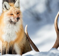 Winter Yellowstone Tour With Optional Hike or Snowshoe - Accommodation Texas
