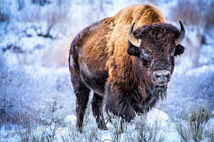 Winter Yellowstone Tour (With Optional Hike Or Snowshoe) - thumb 1