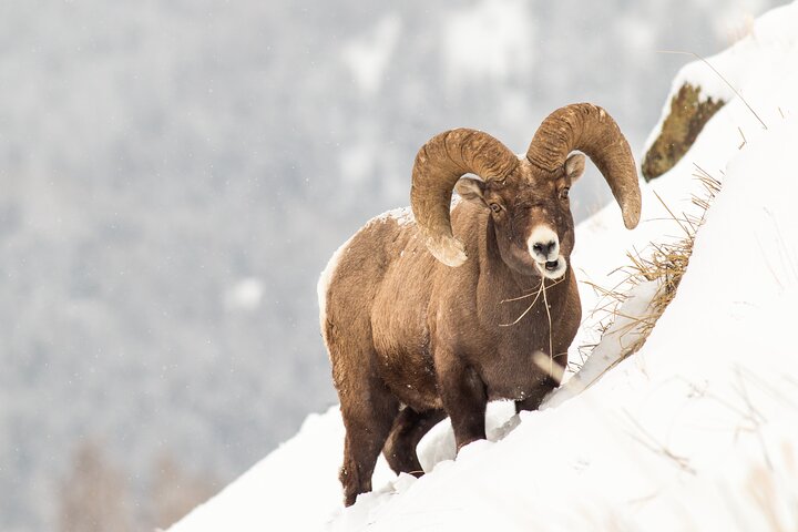 Winter Yellowstone Tour (With Optional Hike Or Snowshoe) - thumb 3