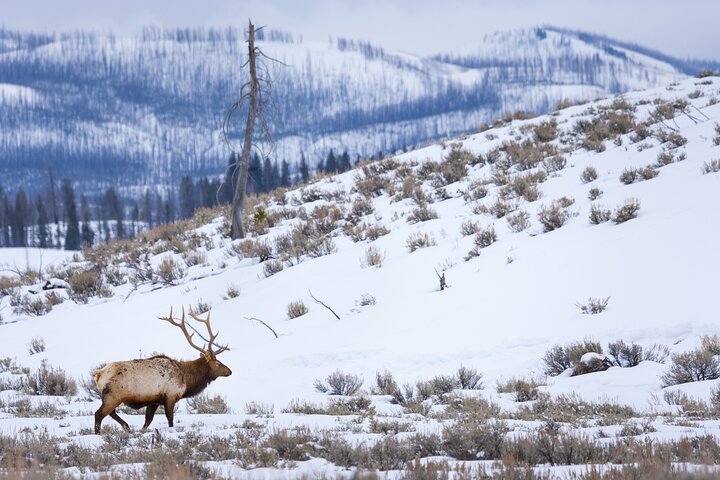 Winter Yellowstone Tour (With Optional Hike Or Snowshoe) - thumb 4
