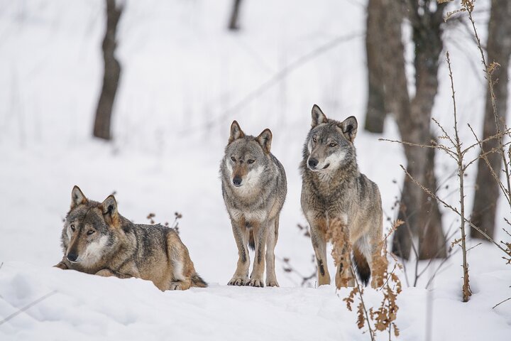 Winter Yellowstone Tour (With Optional Hike Or Snowshoe) - thumb 5