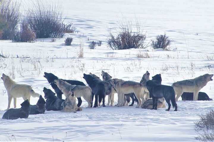 Wolf & Wildlife Watching In Yellowstone's Northern Range - thumb 0