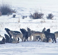 Wolf  Wildlife Watching in Yellowstone's Northern Range - Accommodation Texas