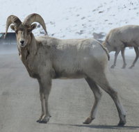 Yellowstone Winter Wolf  Wildlife Tour from Gardiner MT - Accommodation Texas