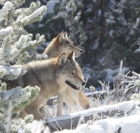 Yellowstone Private Winter Wolf  Wildlife Tour from Gardiner MT - Accommodation Texas