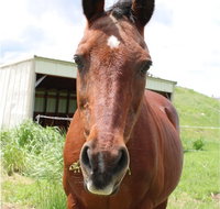 Keep Calm and Brush On - Accommodation Texas