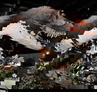 Branson Dinosaur Museum Admission Ticket - Accommodation Texas