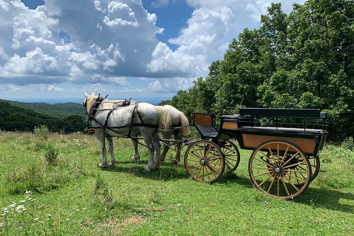 Horse And Carriage Ride Through Moses H. Cone Park - thumb 0
