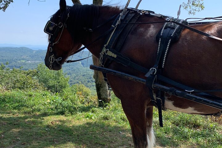 Horse And Carriage Ride Through Moses H. Cone Park - thumb 5