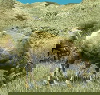 Private VIP Boutique Day Tour of Mt. Rushmore and The Badlands - Accommodation Texas