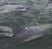 90-Minute Private Dolphin Tour in Hilton Head Island - Accommodation Texas