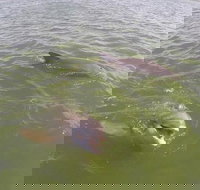 Hilton Head Disappearing Island Dolphin Tour - Accommodation Texas