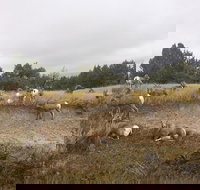 Private Badlands National Park Day Tour - Accommodation Texas