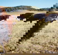 Private Mt Rushmore  Southern Black Hills Tour - Accommodation Texas