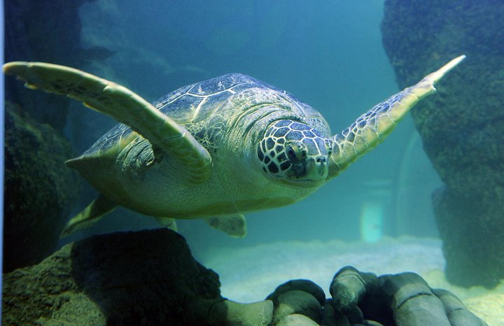SEA LIFE San Antonio Admission Ticket - thumb 0