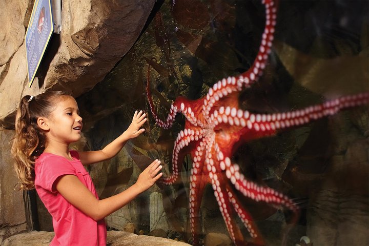 SEA LIFE San Antonio Admission Ticket - thumb 1