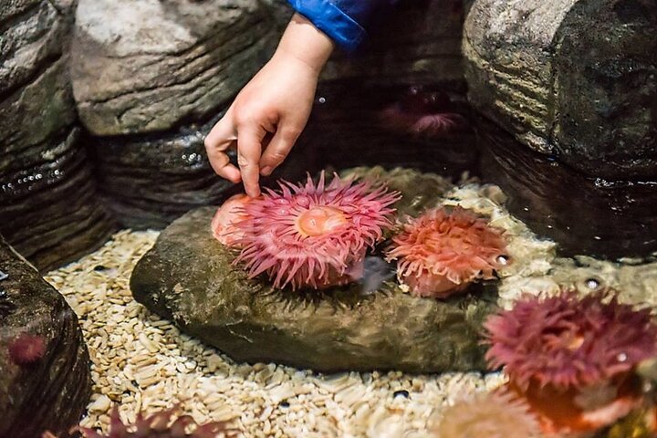 SEA LIFE San Antonio Admission Ticket - thumb 3