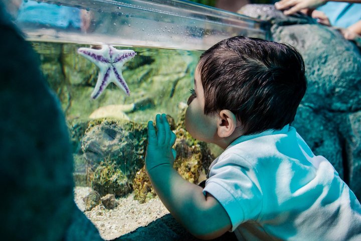 SEA LIFE San Antonio Admission Ticket - thumb 5