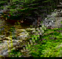 Sea Kayak and Mountain Bike Adventure near Olympic National Park - Accommodation Texas