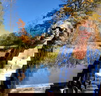 Scenic Guided Motorcycle Tours by MotoPlaN8 Handlebars - Accommodation Texas