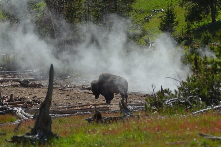 VIP Yellowstone And Grand Tetons Small Group Safari From Jackson WY - thumb 0