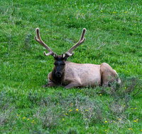 Lower Loop of Yellowstone Tours - Accommodation Texas