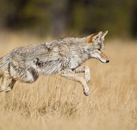 Yellowstone Custom Wildlife and Nature Tour - Accommodation Texas