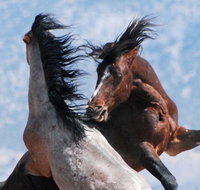 Red Canyon Wild Mustang Tour 530pm. - Accommodation Texas