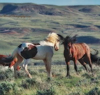 Private Red Canyon Wild Mustang Tour - Accommodation Texas