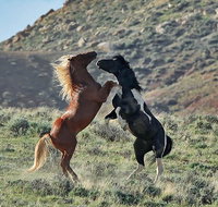 Red Canyon Mustang Tour 830am. - Accommodation Texas